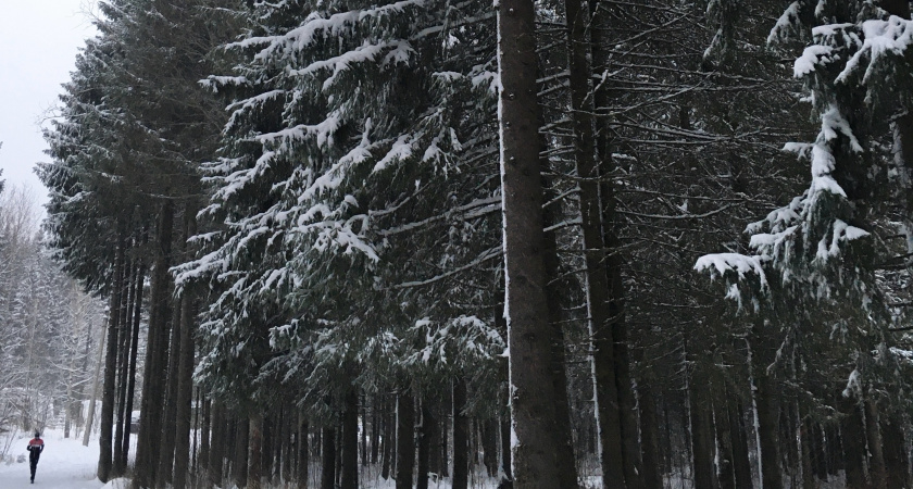Арктический циклон принесет в Свердловскую область 12 января сильный снег и мороз