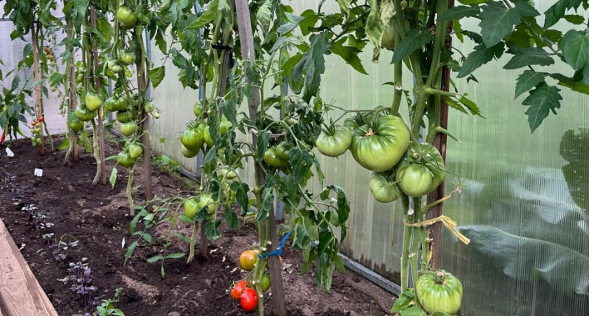 В Госдуме рекомендуют сажать перцы, баклажаны и томаты на участках в январе