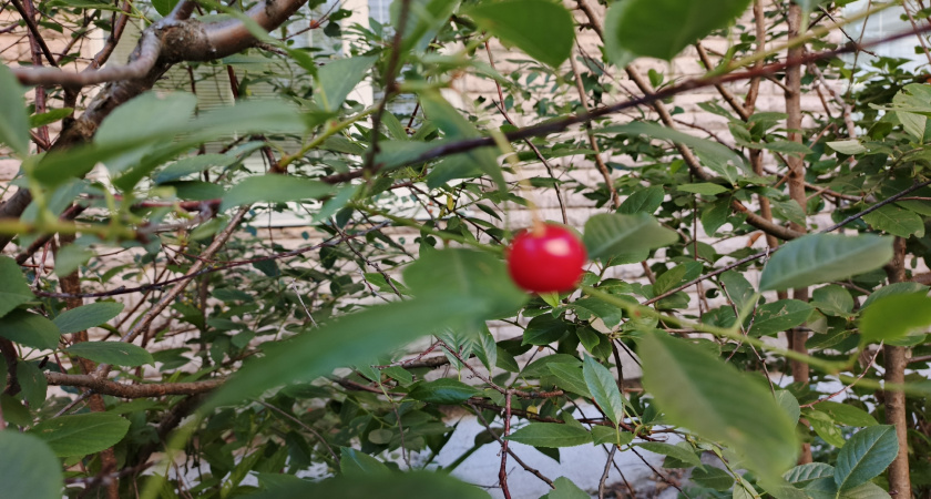 5 эффектных декоративных кустарников со съедобными плодами: сад два в одном - красота и урожай
