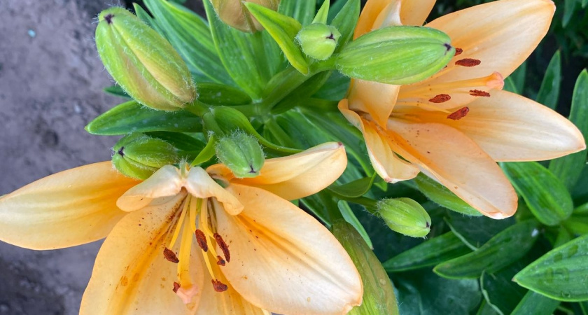 Зацветет первым по весне, растет даже в тени и на каменистой почве — этот многолетник станет вашим ярким акцентом в саду