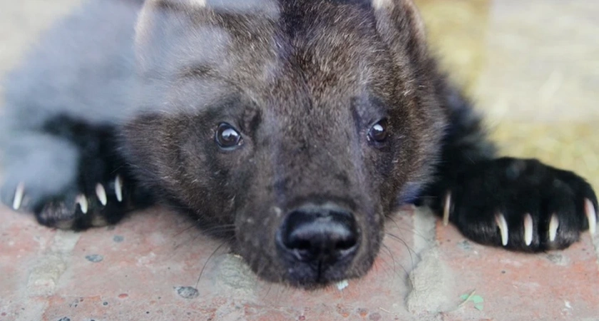 В Екатеринбургском зоопарке поздравили с днем рождения хищника по имени Шайтан