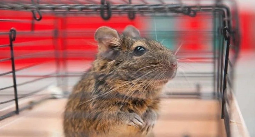 В Свердловской области тысячи животных путешествуют на поездах без хозяев