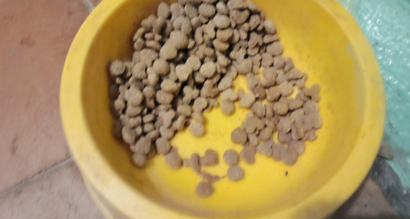 Можно смело покупать – он из мяса: Роскачество составило список лучших кормов для животных