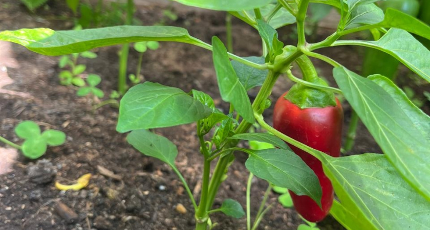 Топ-10 самых урожайных сортов и гибридов сладких перцев для теплиц