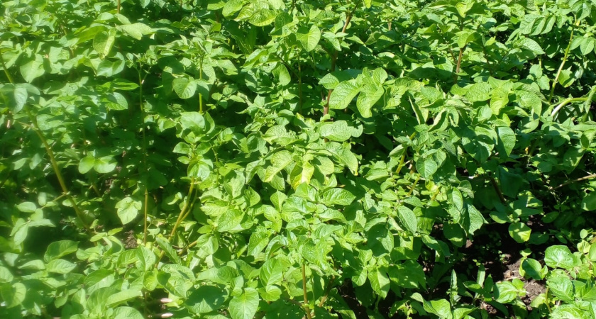 Сажаю картофель "наоборот" — способ из Беларуси, который помогает повысить урожай в 10 раз 