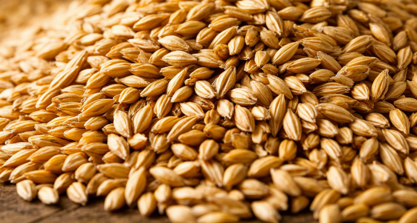 В Свердловскую область ввезли 66 тонн ячменного солода из Беларуси