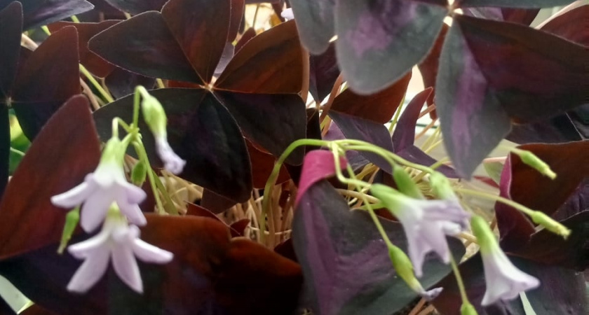 Зелень оживает за неделю: дешевая подкормка с кухонной полки