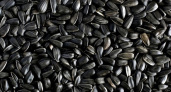 «Тяжелые» семечки
