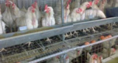 Продажа птицефабрик «Свердловская» и «Первоуральская» отложена на неопределенный срок
