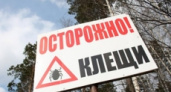 «Жертвами» клещей стали уже более 18 тысяч свердловчан