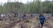 Свердловская область присоединилась к международной акции “Сад памяти”