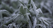 В Свердловской области прогнозируют заморозки и мокрый снег