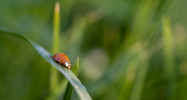 Не такие безвредные как божьи коровки: солдатики-клопы — выпивают все соки из растений