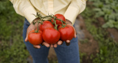 3 лайфхака — и помидоры слаще меда: сахаристость будет просто зашкаливать