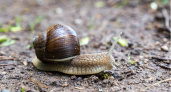 Не хотите, чтобы слизни и улитки устроили банкет в вашем саду? Читайте этот лайфхак