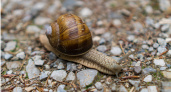 Не хотите, чтобы улитки и слизни устроили в вашем саду банкет? Читайте этот секрет