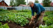После 25 мая закапываю тряпку на огороде — странный, но действующий метод от французских фермеров