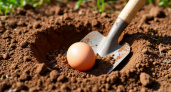 Яичный секрет для дачи: что же будет, если положить яйцо в лунку
