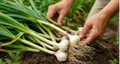 Чеснок в июне просто молит о помощи: эксперты советуют три простых подкормки для богатого урожая