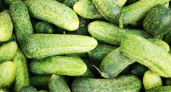 Огурцы «затопят» урожаем: сыплю 1 ложку под корень — будут плодоносить чуть ли не до заморозков