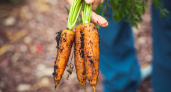 Всего стакан в воду – и морковь не узнать: дико идёт в рост и вредители ему не страшны