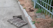 Зооволонтер вытащил утят из глубокой ливневки в Екатеринбурге