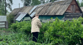 Определено самое полезное растение на огороде: это не ягода и не овощ