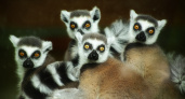 В зоопарке Екатеринбурга родились детёныши кошачьих лемуров