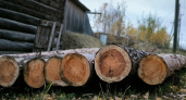 В Свердловской области пресекли крупную контрабанду леса на 6,4 миллионов рублей