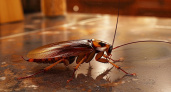 Эфирное масло помогло защитить дом от тараканов — как устроить настоящий ад для прусаков