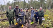 В Свердловской области высадили тысячи хвойных деревьев для восстановления лесов