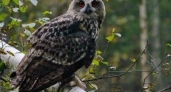 В лесах Свердловской области поселились три краснокнижных филина