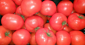 Не сорт, а томатный завод: шпарит плоды как сумасшедший даже в "поганое" лето – мечта ленивых дачников