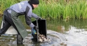 В водоемы Свердловской области выпустили 18 тысяч мальков сазана