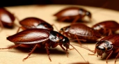 Как избавиться от тараканов в квартире навсегда: самые эффективные методы - инструкция