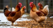 Зимний рацион для кур: как сохранить яйценоскость и здоровье птиц