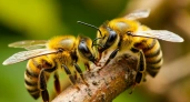 У трутней нашли ген, который отвечает за выпрашивание еды