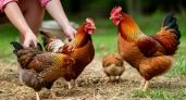 Можно ли кормить кур отходами со стола: Путеводитель для хозяина