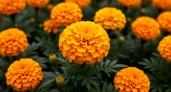 Бархатцы: как вырастить солнечную клумбу от рассады до цветения