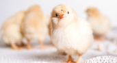 Из Свердловской области в Киргизию отправили 55 тысяч суточных цыплят