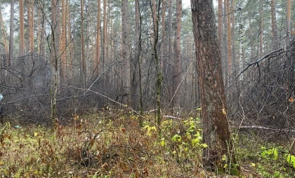 В Екатеринбурге нашли тело женщины без головы
